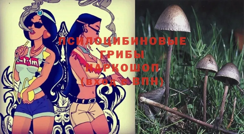 Псилоцибиновые грибы Magic Shrooms  Курильск 